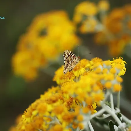 Diandra Hotel Eforie Nord